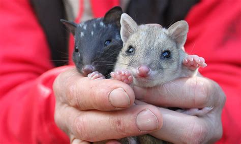 The Super Cute Eastern Quoll Returns To Mainland Australia Quoll