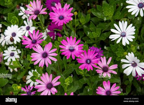 Brightly Colored African Daisy Flowers Stock Photo Alamy