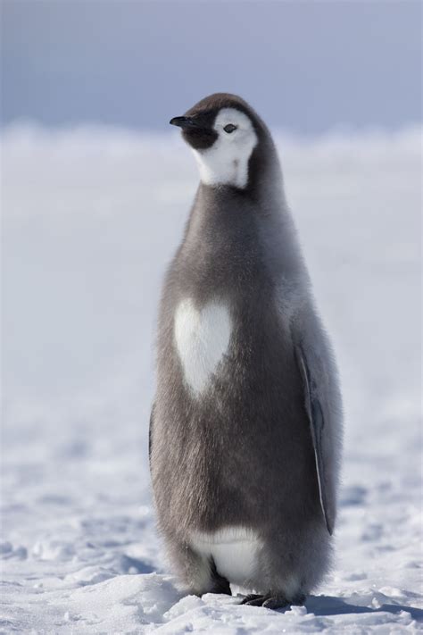 Adorable Photos Of Antarcticas Emperor Penguins Afar