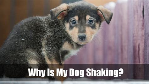 Why Is My Dog Shaking 5 Common Causes For The Shivers