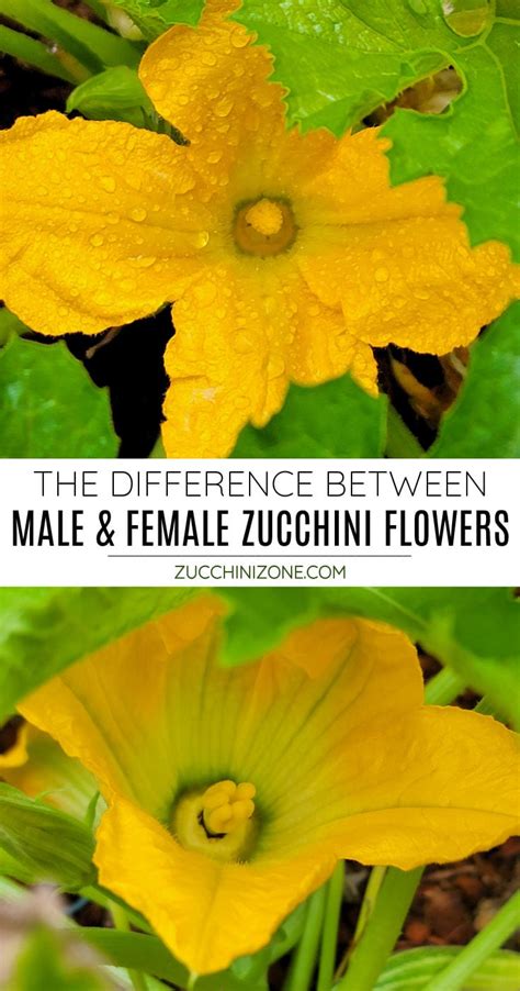 The Difference Between Male And Female Zucchini Flowers Zucchini Zone