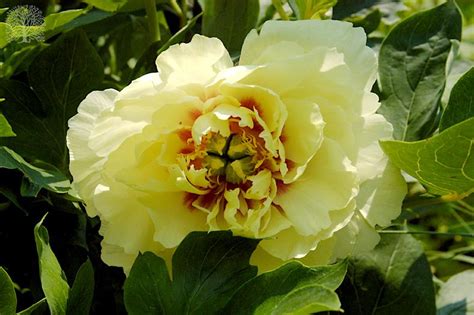 Photo Of The Bloom Of Intersectional Hybrid Peony Paeonia Yellow