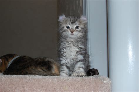 Find a kitten for sale, cats for sale, in our online classifieds. Our Desert Lynx and Highland Lynx Cats ...