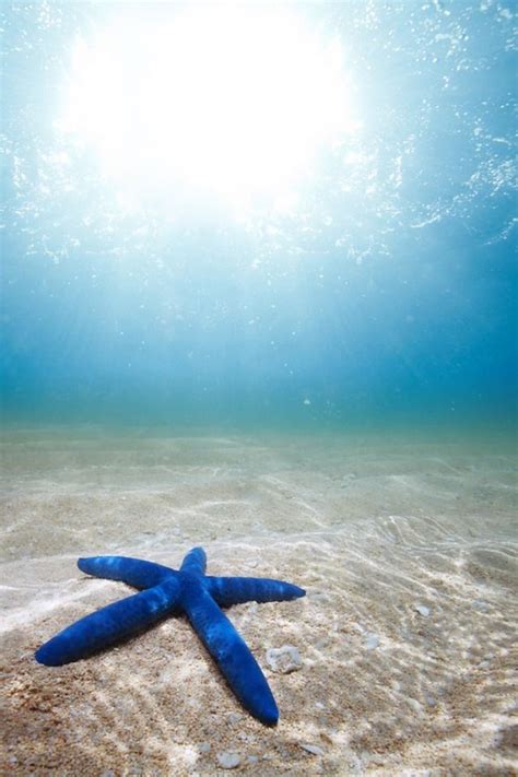 Underwater Starfish Iphone 4s Wallpapers Free Download