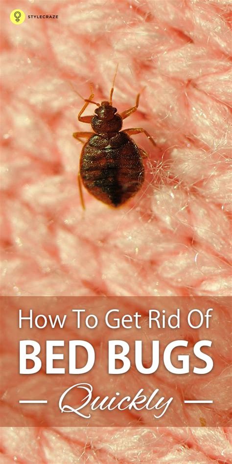 How To Get Rid Of Bed Bug Bites Wasaga Beach Break Fast Ca