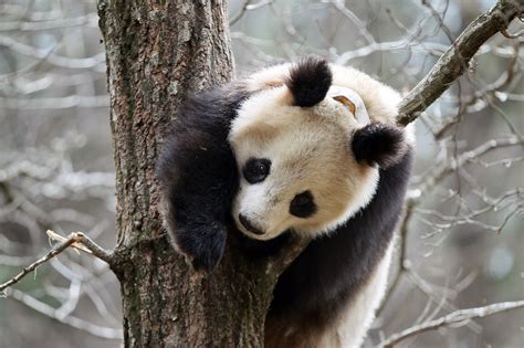Rudyard Kipling Szoknya Interferencia Panda Poop Vezet Bokor Jóakarat