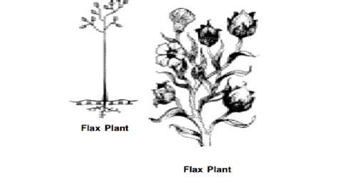 Flax Linen Plant Fibers History Growth Production Preparation