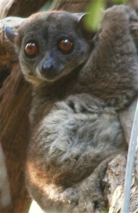 Madagascar Lemurs