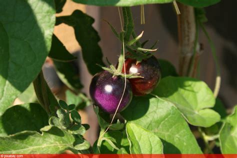 In südafrika taufte man sie auf den die physalis, die wir im supermarkt kaufen, stammen häufig aus südamerika, südafrika oder australien. Lila Tomaten: 7 Sorten | Wann sind violette Tomaten reif ...