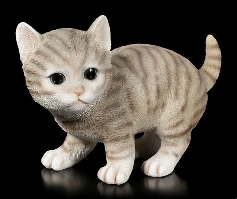 Zwei babykatzen an liebevolles zuhause abzugeben. Baby Katzen Figur - Amerikanisch Kurzhaar spielend | www ...