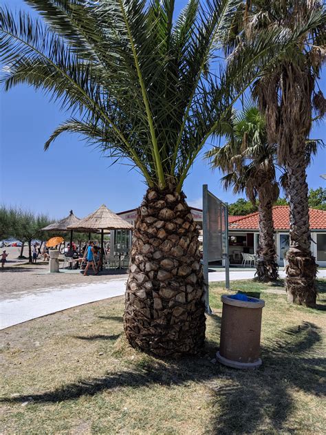 This Palm Tree Kind Of Looks Like A Pineapple Rmildlyinteresting