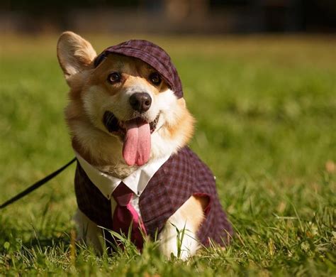 16 Perfect Halloween Costumes For Your Corgi Cute Dog Costumes Dog
