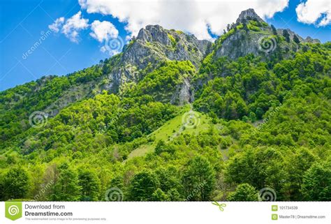 Scenic Forest And Meadows Among The Snow Capped Mountains Stock Image