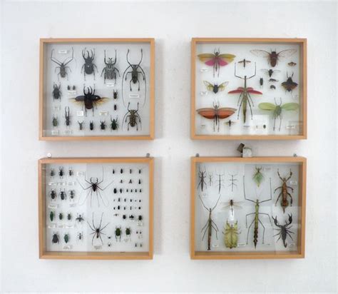 Four Framed Insect Specimens In Wooden Frames On A White Wall Each