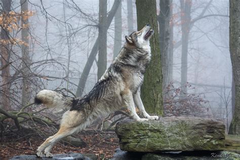 Timber Wolf On A Misty Morning Pics
