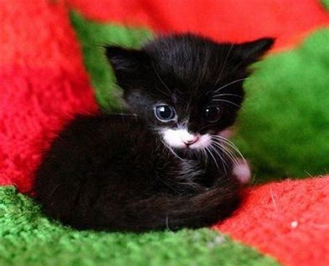 Cute Black Kitten With A White Nose Kittens Cutest