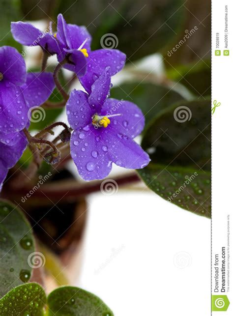 Violets Flowers Stock Image Image Of Violet Flowers 70028919