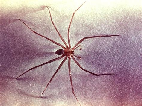 katipo spiders no squishing the world s most dangerous spiders warning graphic images