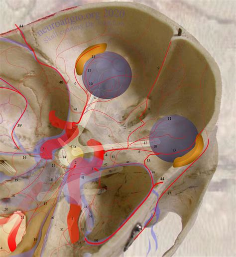 Ophthalmic Artery Neuroangio Org