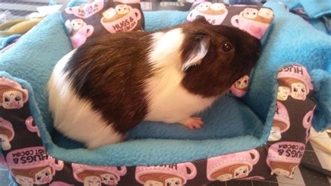 Ghost Modeling My Newest Guinea Pig Sewing Projecthe Enjoyed The