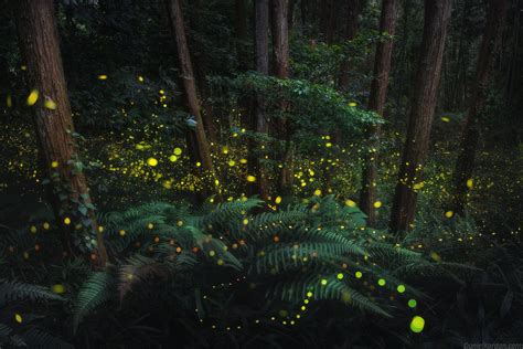 A Dazzling Series Of Photos Captures The Soft Glow Of Firefly Mating