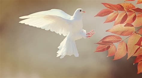 What does the Dove represent? | Christian Nannies