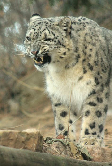 Bhutan One Of Our Snow Leopards Looking Angry Tanirikka