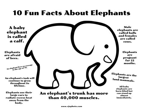 Printable Facts About Elephants