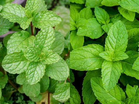 Spearmint Vs Peppermint Whats The Difference Organic Facts