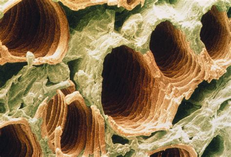 Vascular Tissue Of Tobacco Leaf Photograph By Power And Syred