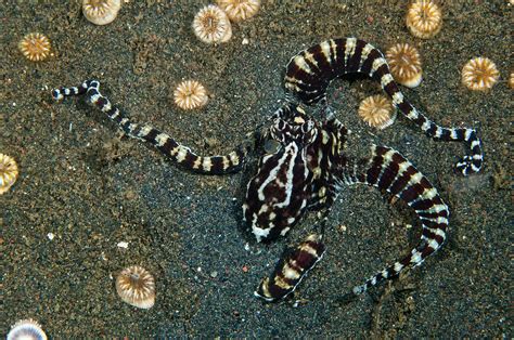 Displaying Mimic Octopus Bali Indonesia Matthew Oldfield Photography
