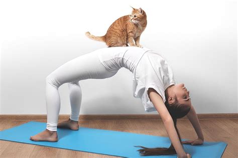 Pin By Syd On Health Tips Cat Yoga Cat Pose Yoga Cats