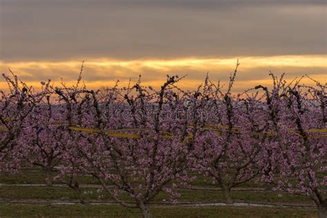 Peach Tree In Bloom With Pink Flowers At Sunrise Aitona Agriculture
