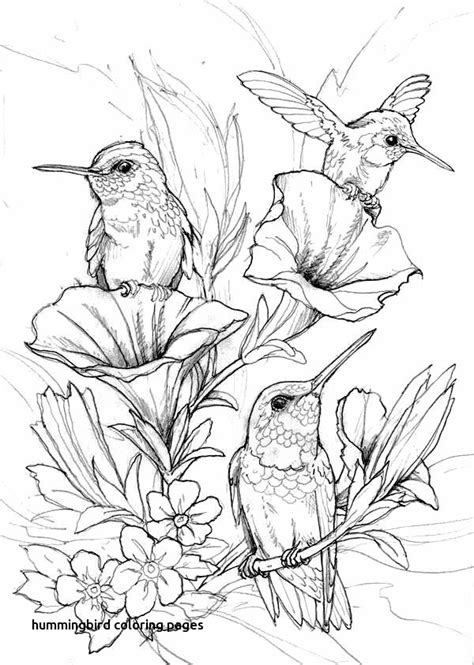 Hummingbird Kids Coloring Page Coloring Pages