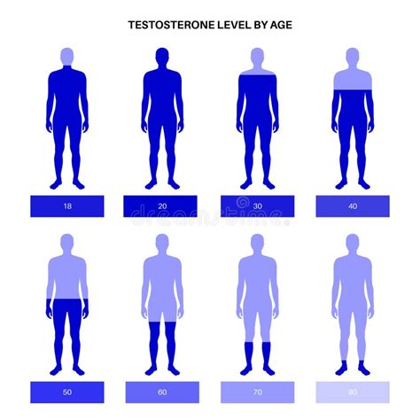 Testosterone Level Chart Stock Vector Illustration Of Decline