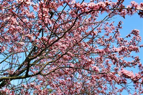 Beautiful Blooming Plum Tree In Spring Full Of Pink Blossoms Stock