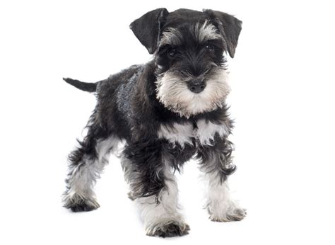 Contact us today if you have any questions about our breeders or puppies. #1 | Miniature Schnauzer Puppies For Sale By Uptown Puppies