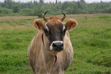 Fichierjersey Cow Close Up — Wikipédia