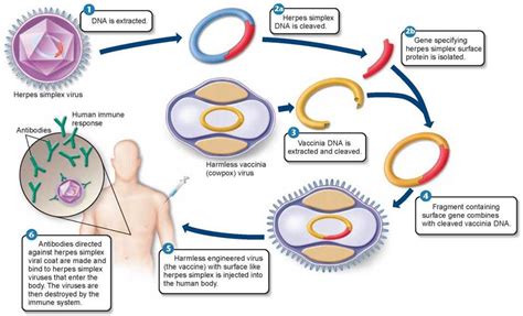 Genetic Engineering and Medicine - The New Biology - The Continuity of