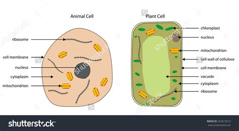 Animal cell simple diagram labeled. Simple Plant Cell Drawing at GetDrawings | Free download