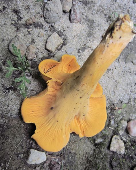 Maryland Biodiversity Project Smooth Chanterelle Cantharellus