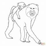 Baboon Coloring Baby Drawing sketch template