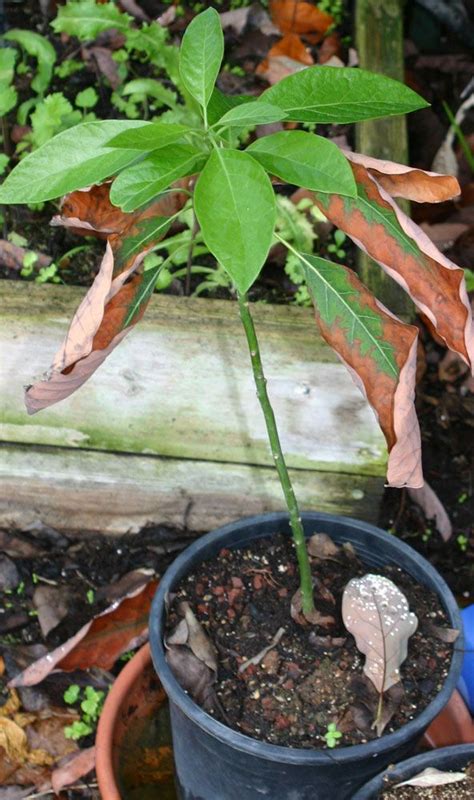 Check spelling or type a new query. Avocado young tree - How to grow Avocado plant | Avocado ...