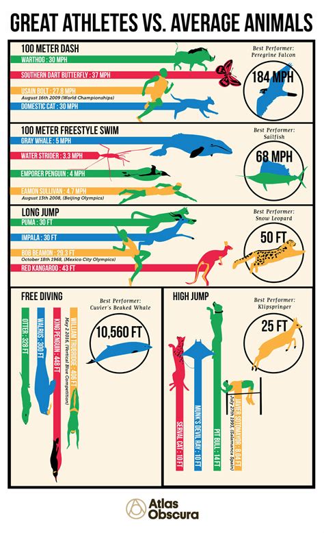 Really Fast Humans Vs Average Speed Animals Who Wins Daily Infographic