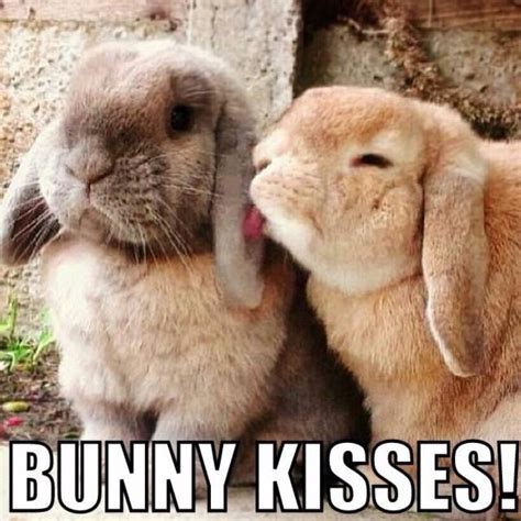 Bunny Kiss Cute Baby Animals Cute Baby Bunnies Funny Animals