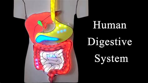 Human Digestive System How It Works See This Video Of A Model