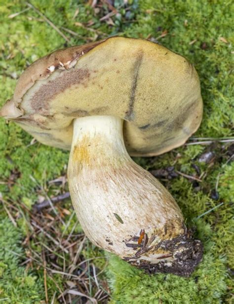 9 Most Common Edible Mushrooms In Maine Foragingguru