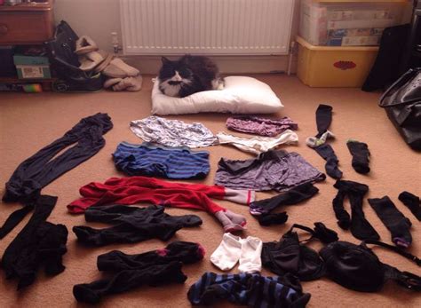 Underwear Thief Reginald The Cat Steals Items From Washing Lines In