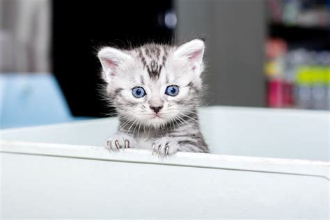 Download this premium vector about watercolor cat american shorthair. American Shorthair Cat Names - We're All About Cats