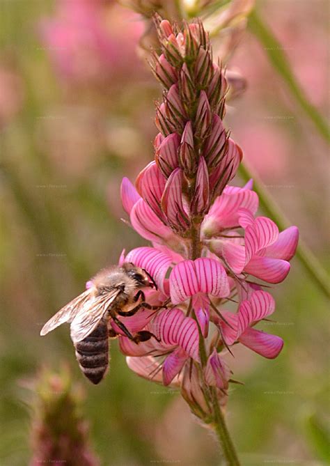 During the green revolution it was replaced by high yielding alfalfa and clover species. Suche nach Arten - Saat-Esparsette (Onobrychis viciifolia ...